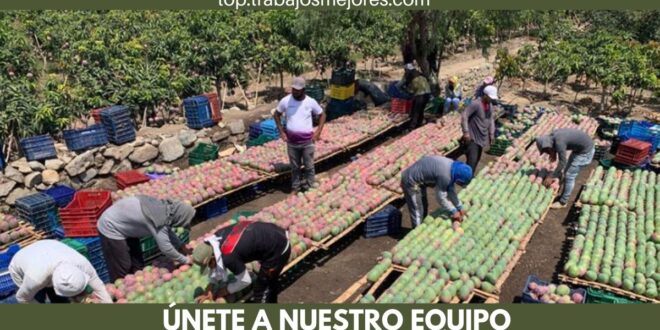 COSECHADORES - SOLICITA PERSONAL PARA TRABAJAR